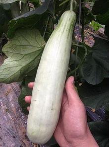 蠡县网红都有谁吃瓜,揭秘吃瓜大军中的风云人物