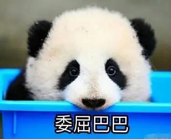 娱乐吃瓜酱大熊猫生气